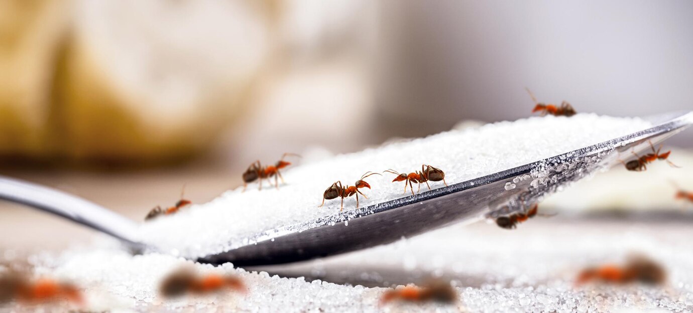 Best Ants Control Services in Australia