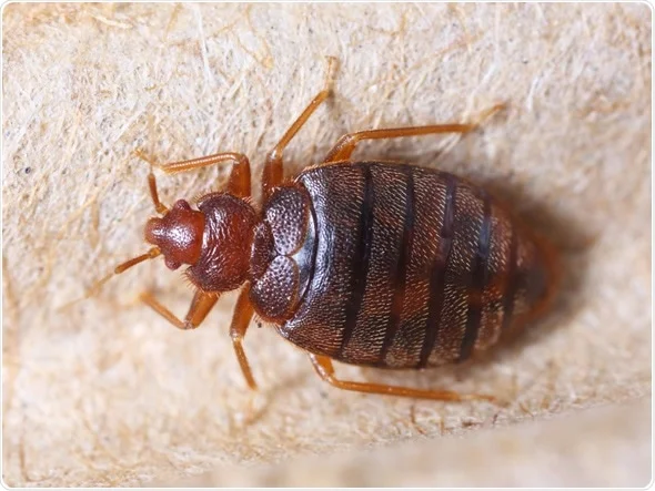 Best Bed Bugs Control Services in Sydney