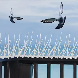 Best Birds proofing Services in Sydney