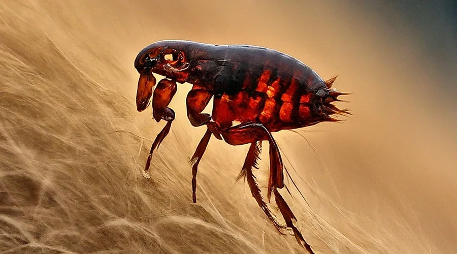 Best Flea Control Services in Sydney