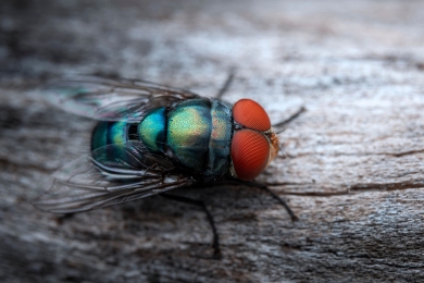 Best House Flies Control Services in Sydney
