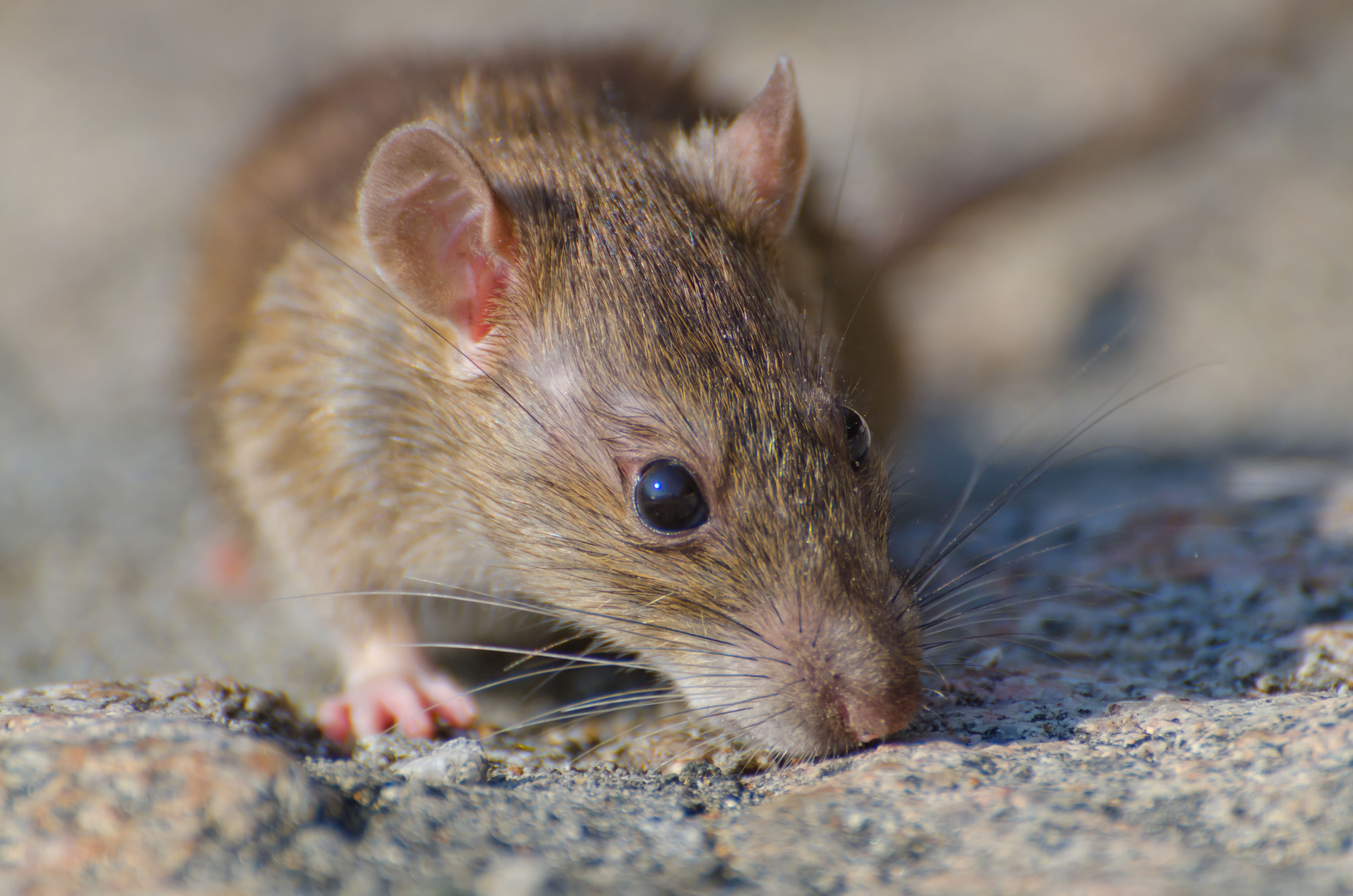 Best Rodent Control Services in Sydney