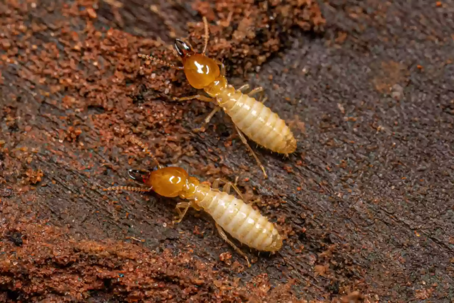 Best Termite Control Services in Sydney